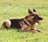 Adestramento de cães no Centro de Curitiba